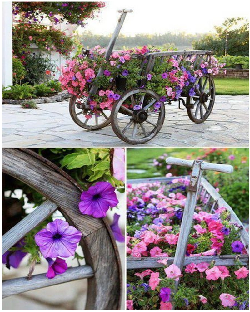 Petunia garden 13