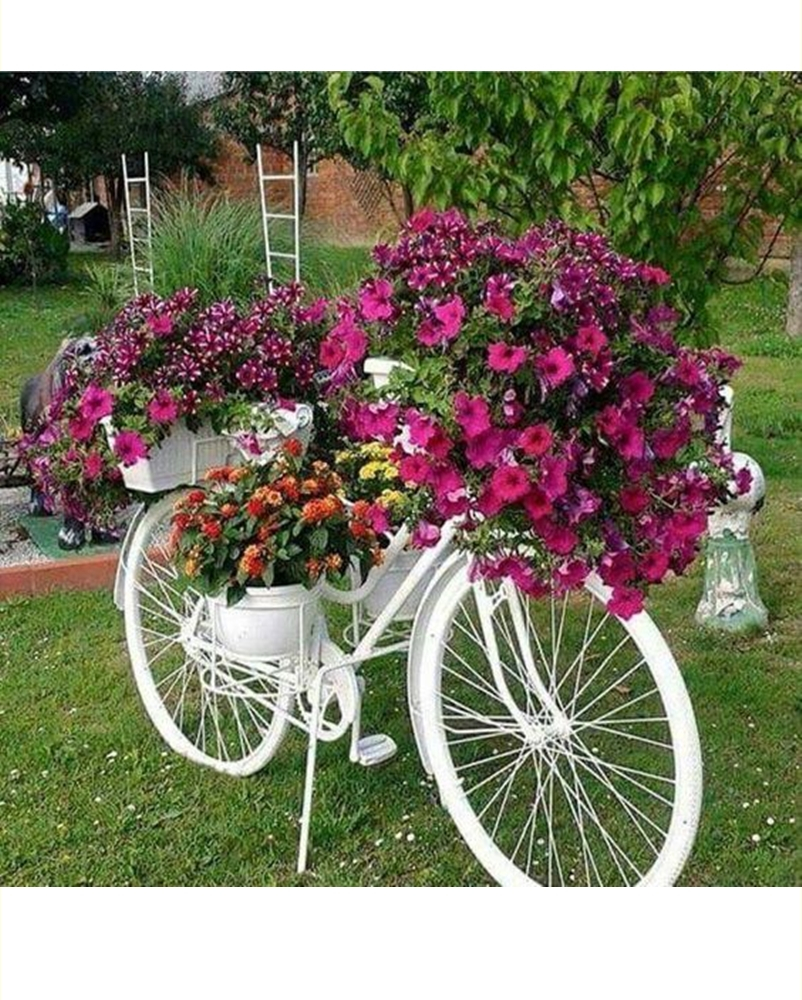 Petunia garden 2