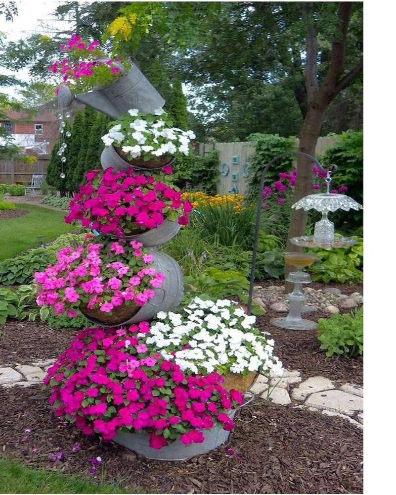 Petunia garden 3