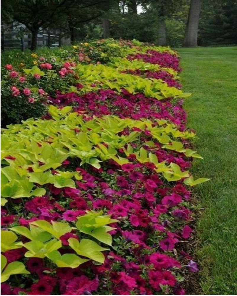Petunia garden 4