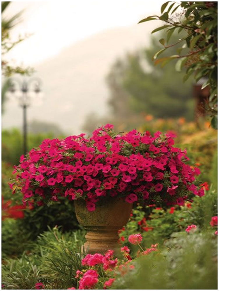 Petunia garden 5