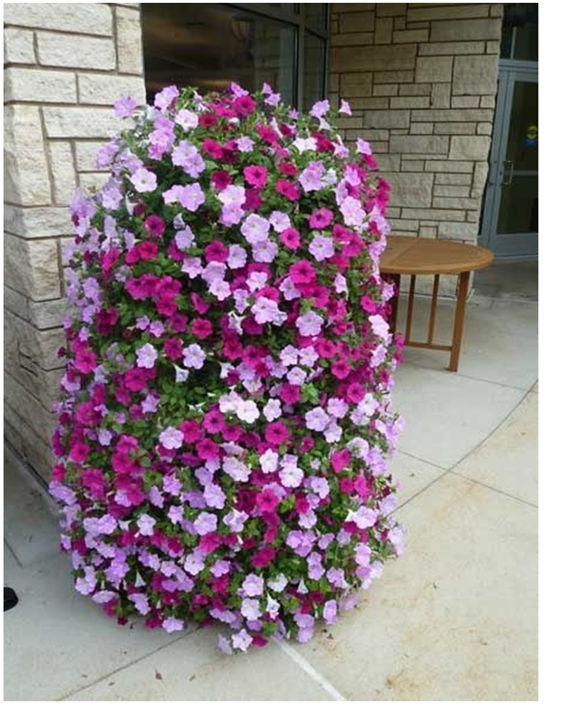 Petunia garden 6