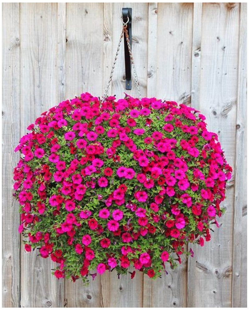 Petunia garden 7