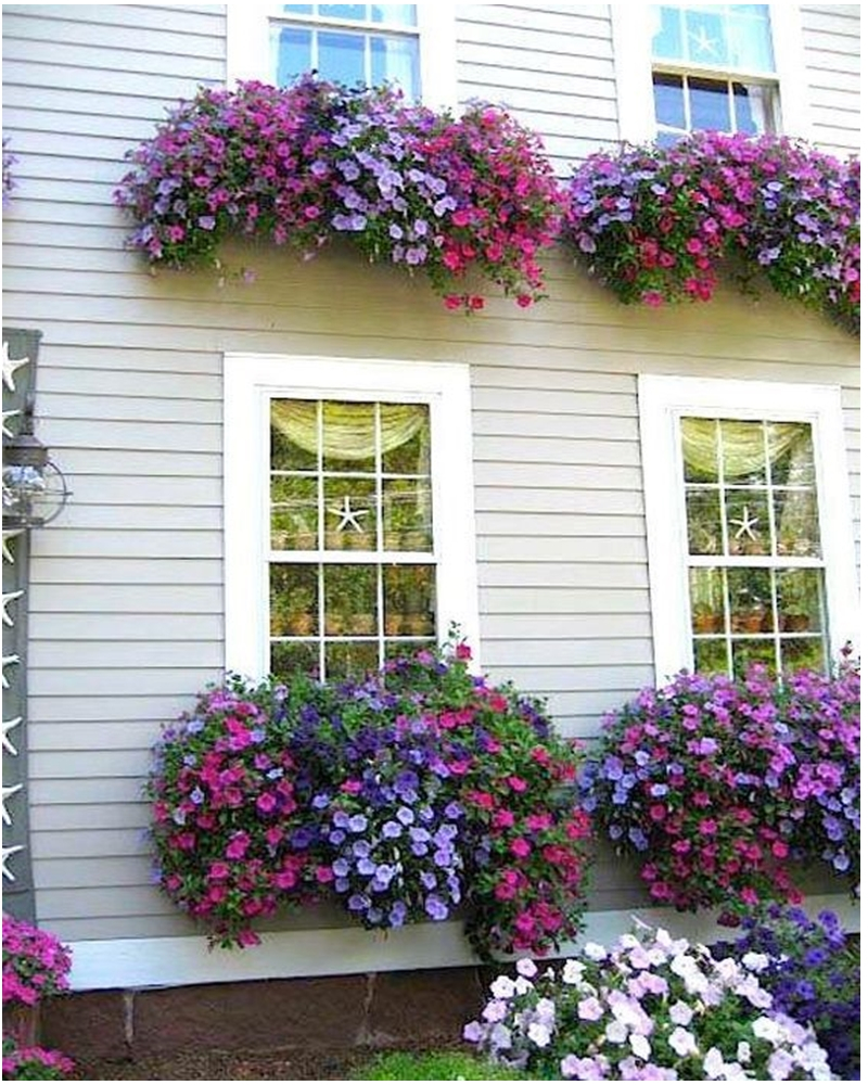 Petunia garden 8