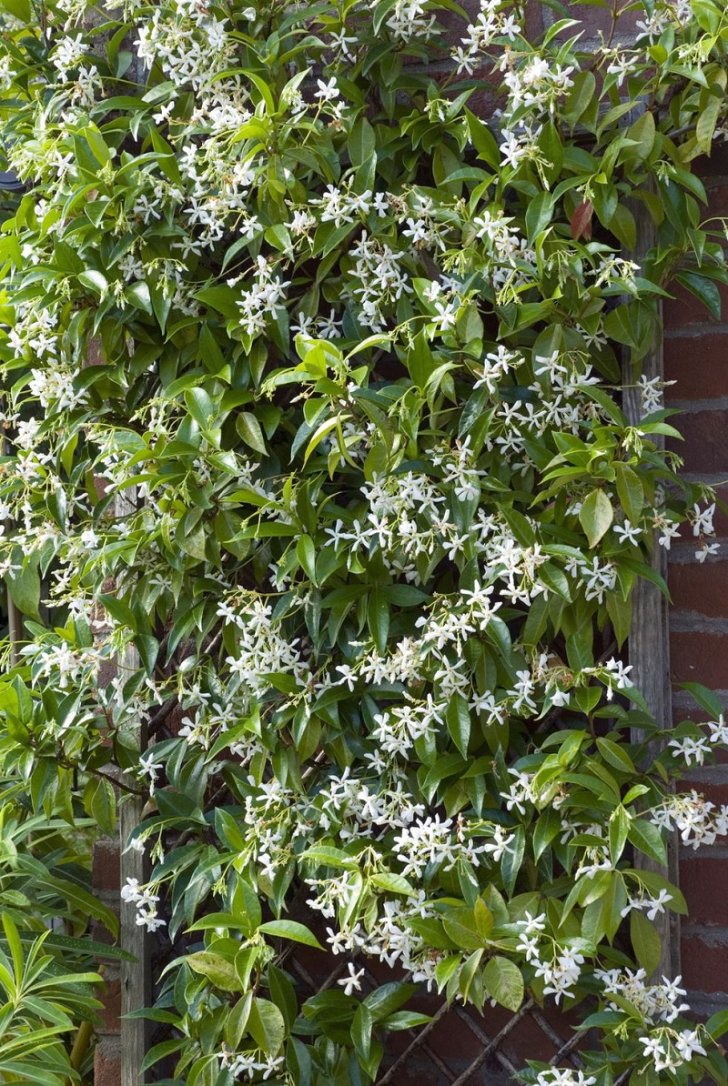 Star jasmine