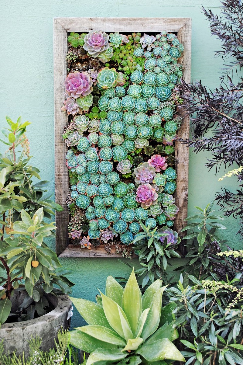 Succulent tray vertical garden