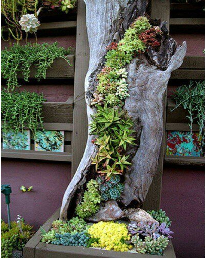 Succulents garden ideas 1