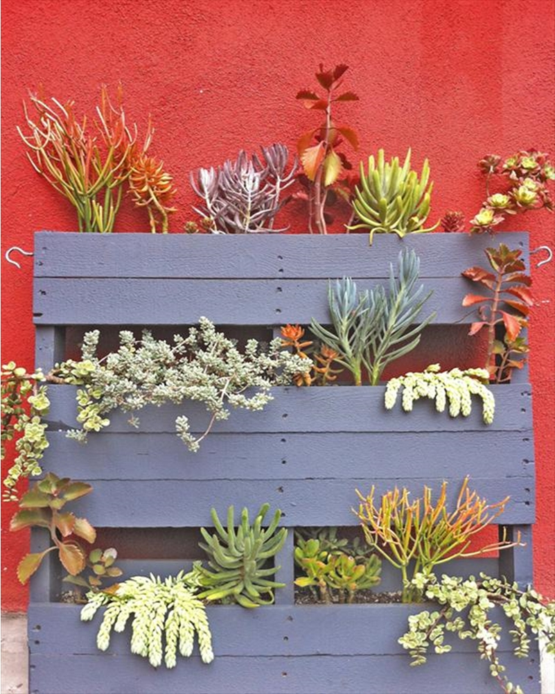 Succulents garden ideas 10
