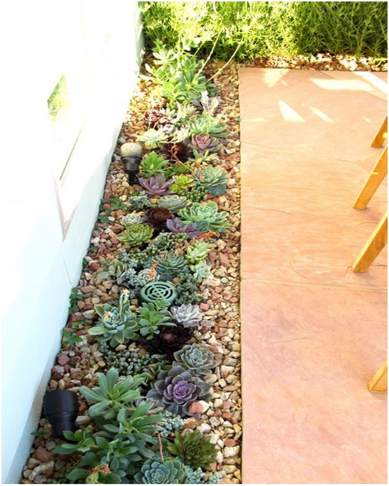 Succulents garden ideas 2