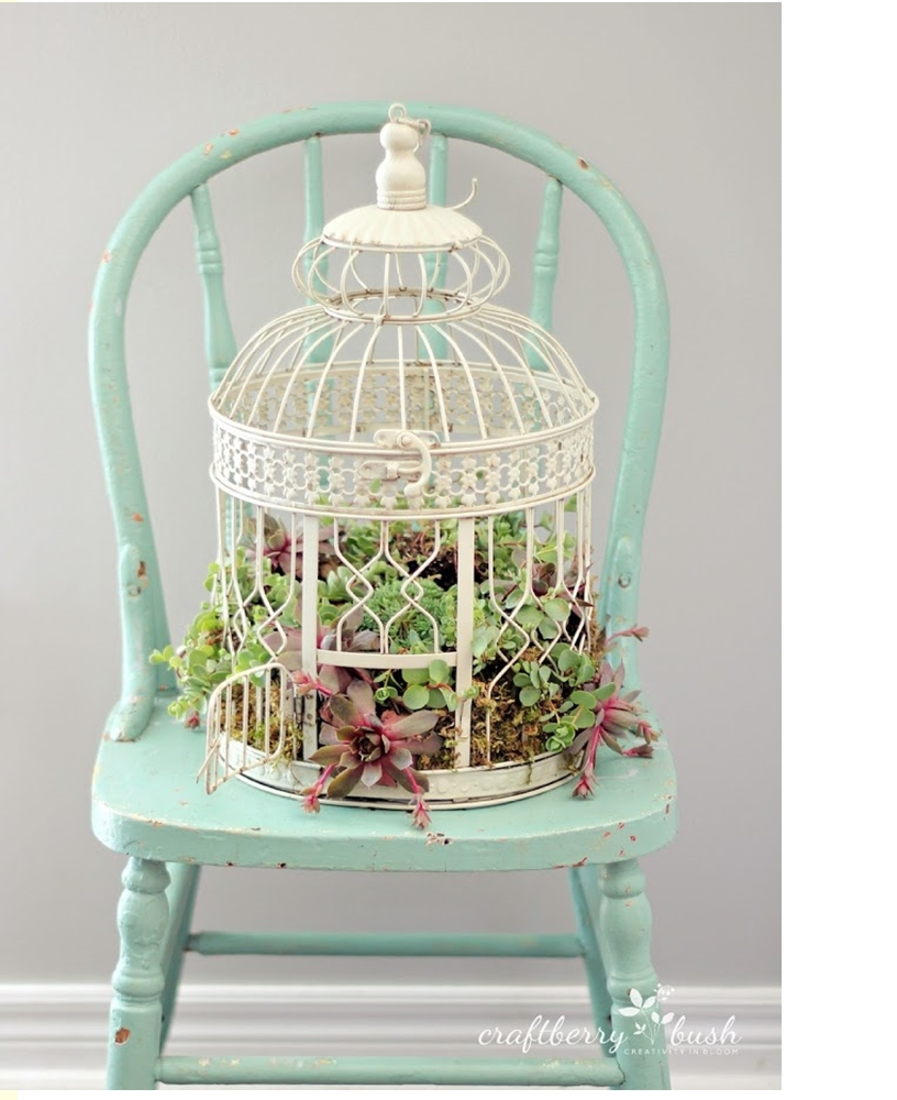 Succulents garden ideas 3
