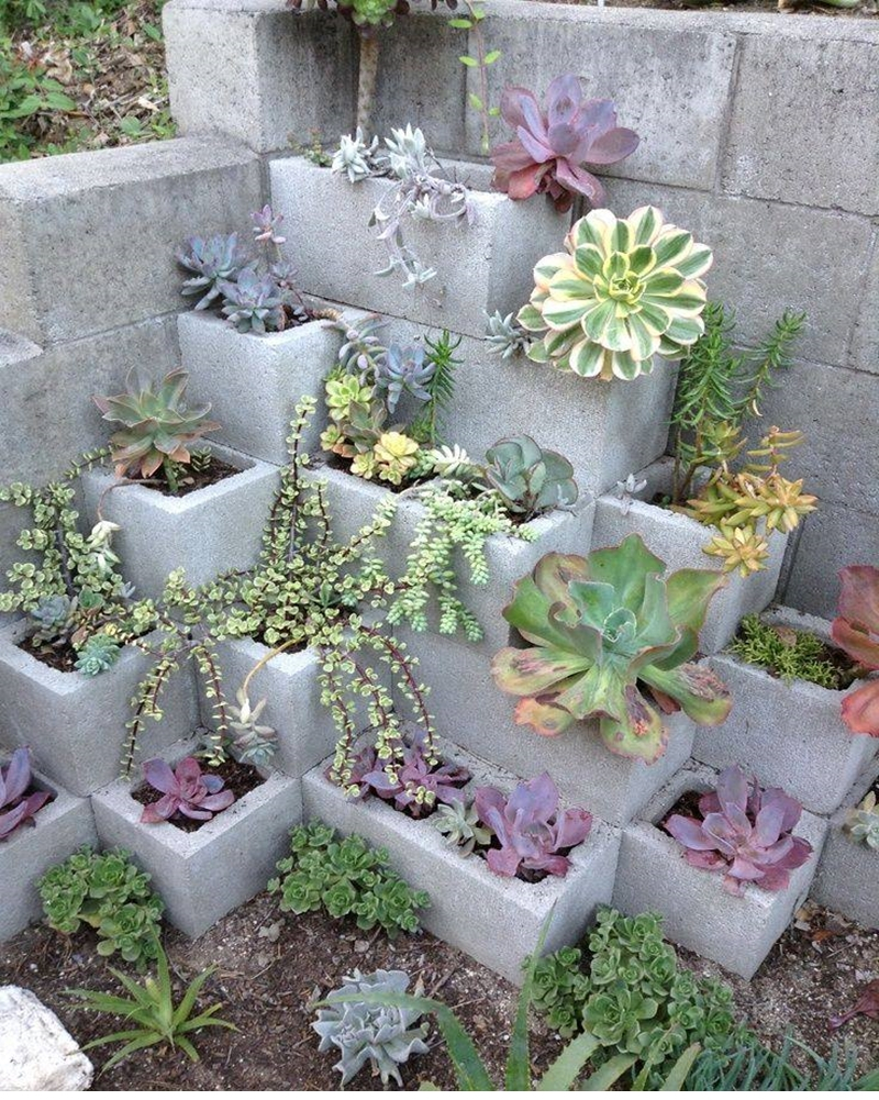 Succulents garden ideas 4