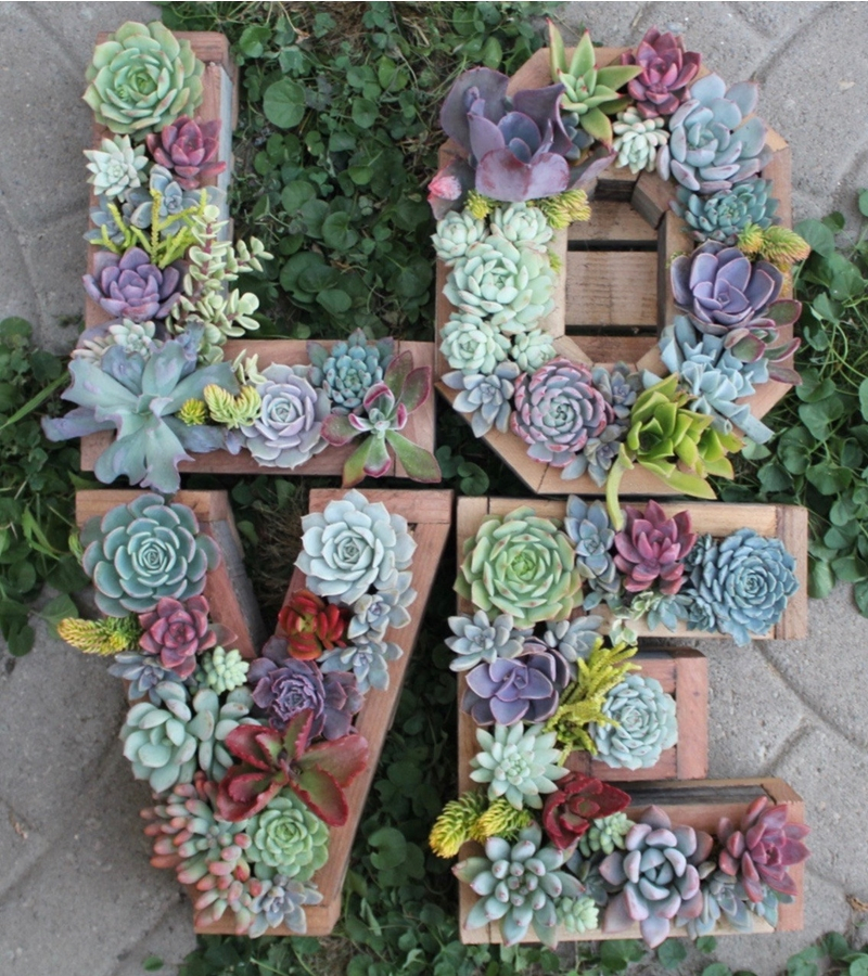 Succulents garden ideas 5