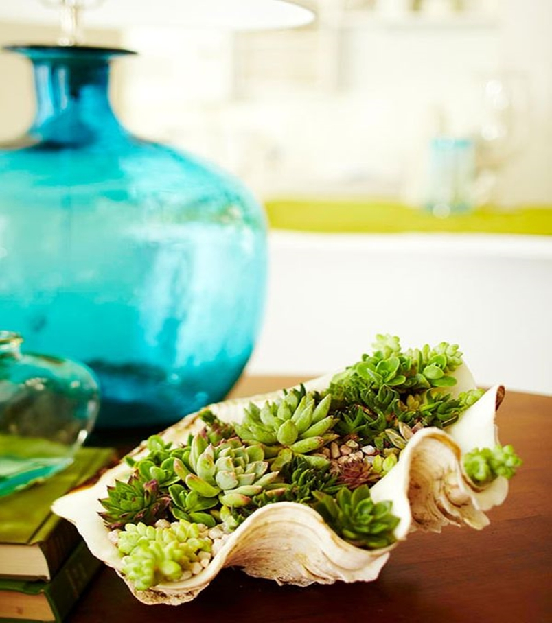 Succulents garden ideas 6