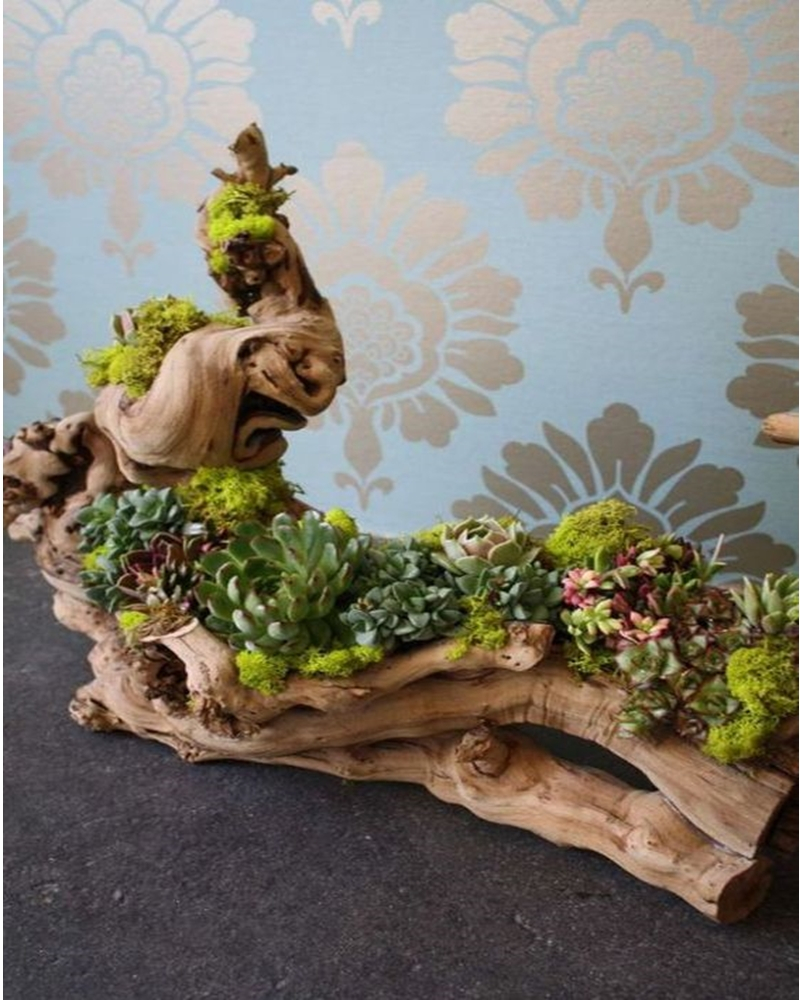 Succulents garden ideas 8