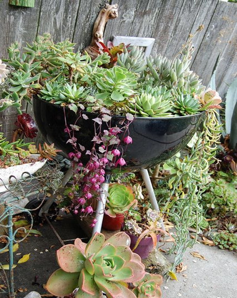 Succulents garden ideas 9