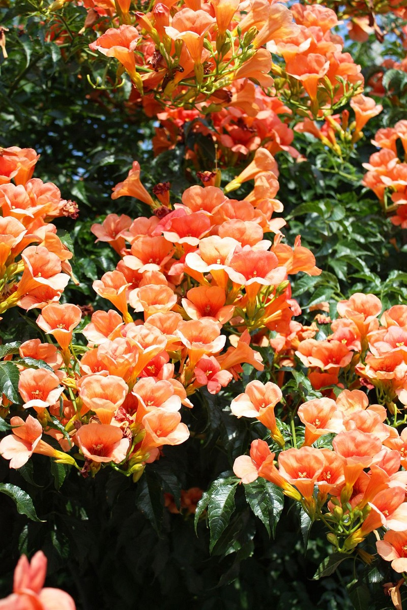 Trumpet vine