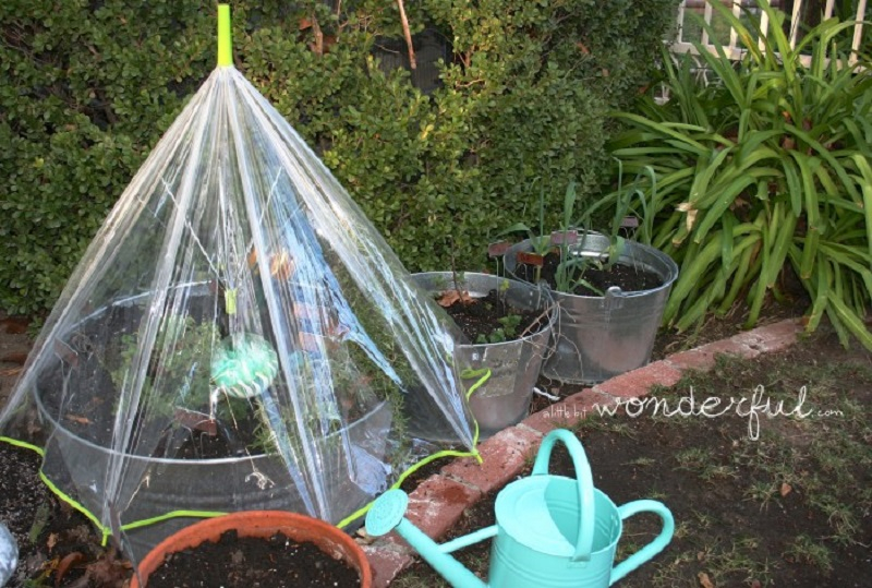 Umbrella-greenhouse