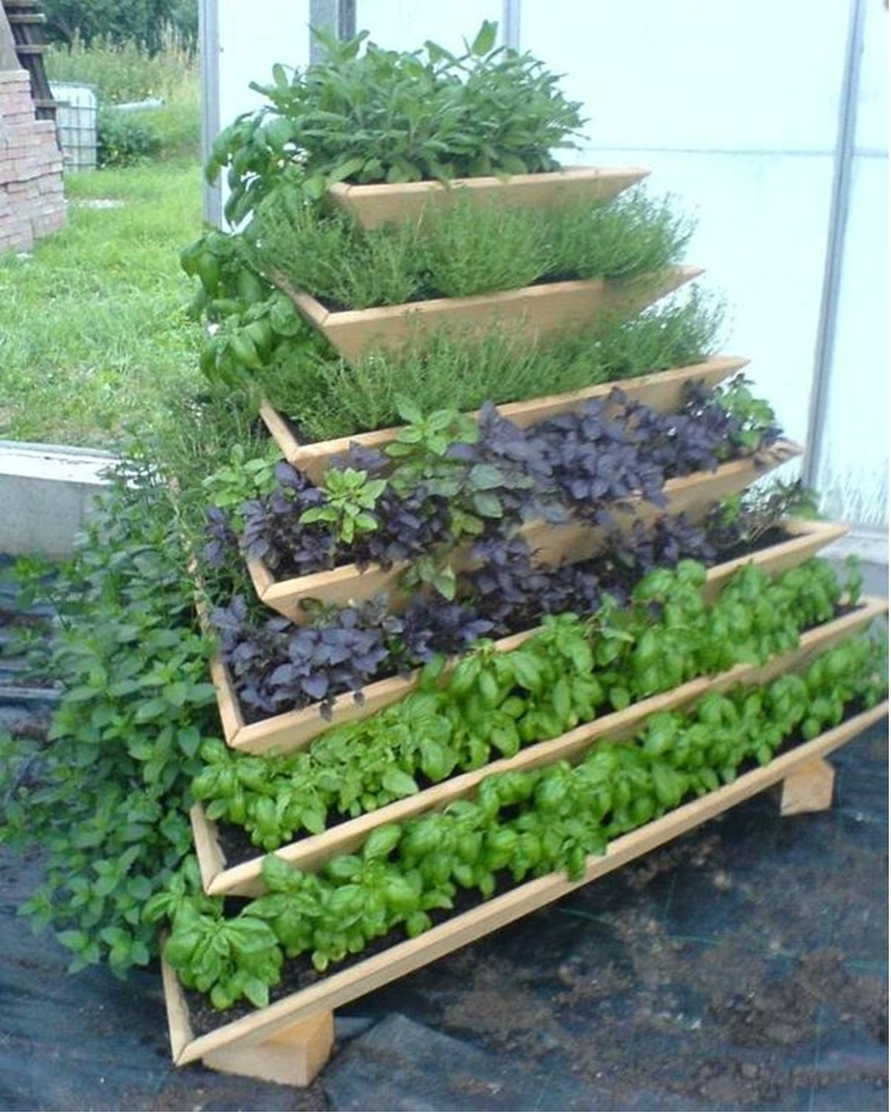 Vegetable garden 1
