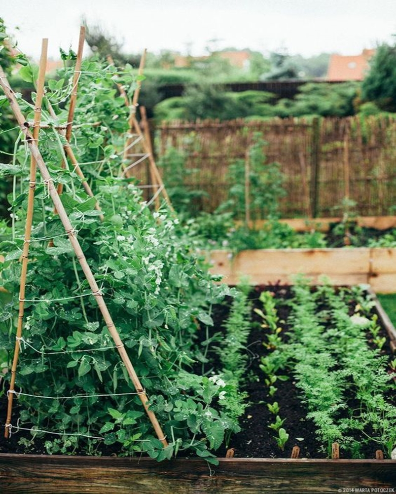 Vegetable garden 2