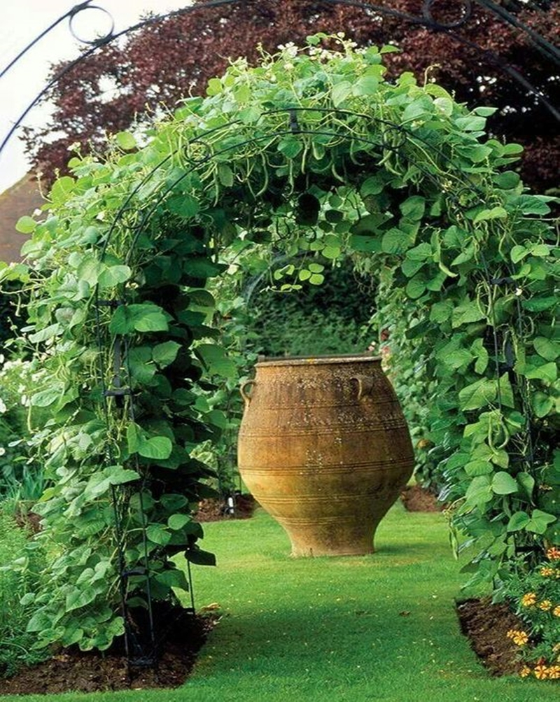 Vegetable garden 5