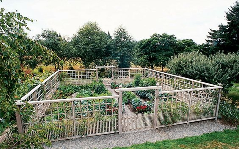 Vegetable garden 7