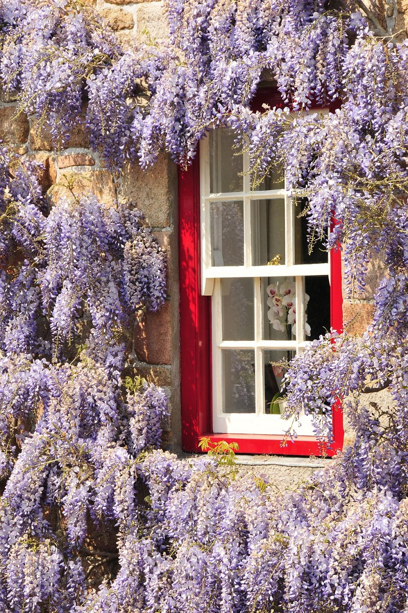 Wisteria