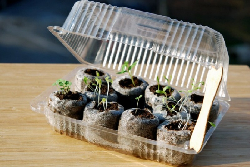 Mini-greenhouse-from-recyclable-plastic-container