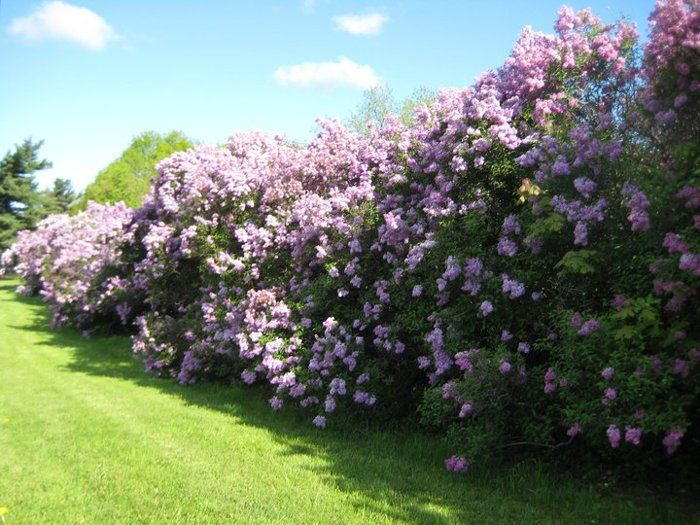 Lilac living fence