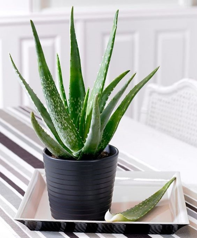 Bedroom plants 2
