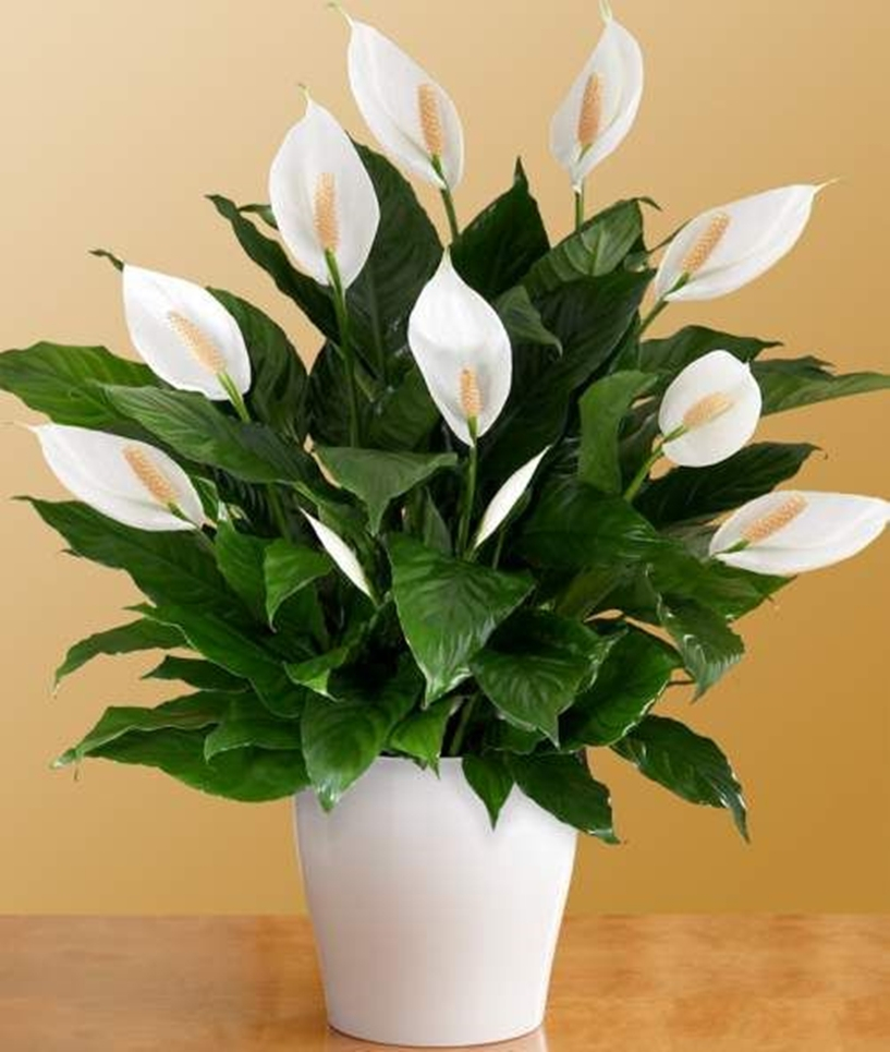 Bedroom plants 3