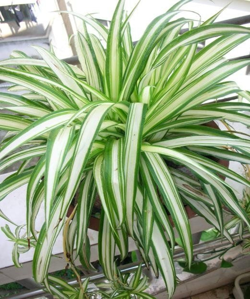 Bedroom plants 4