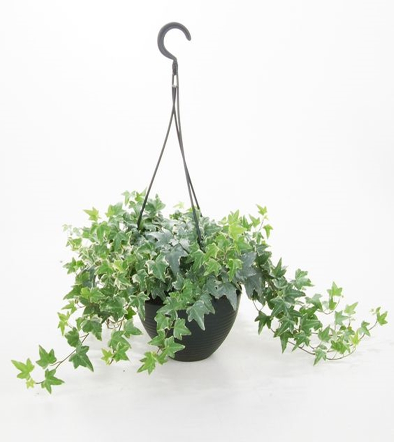 Bedroom plants 5