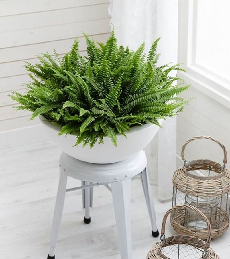 Bedroom plants 6