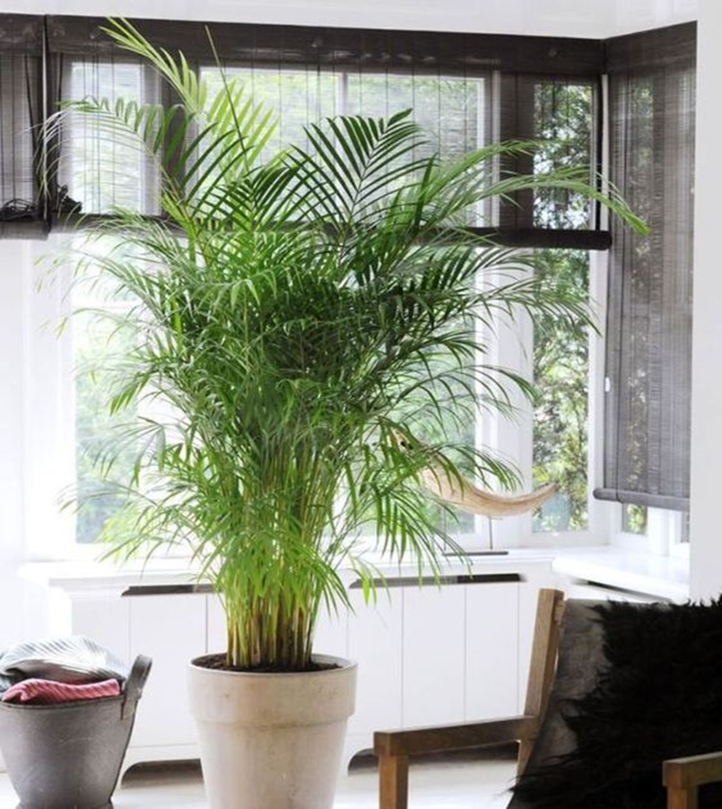 Bedroom plants 7
