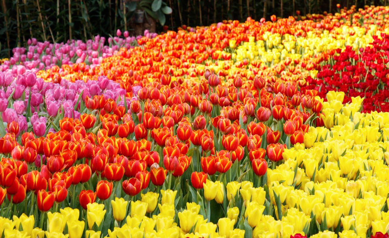 Beautiful tulip garden which is suitable for you to plant in the summer