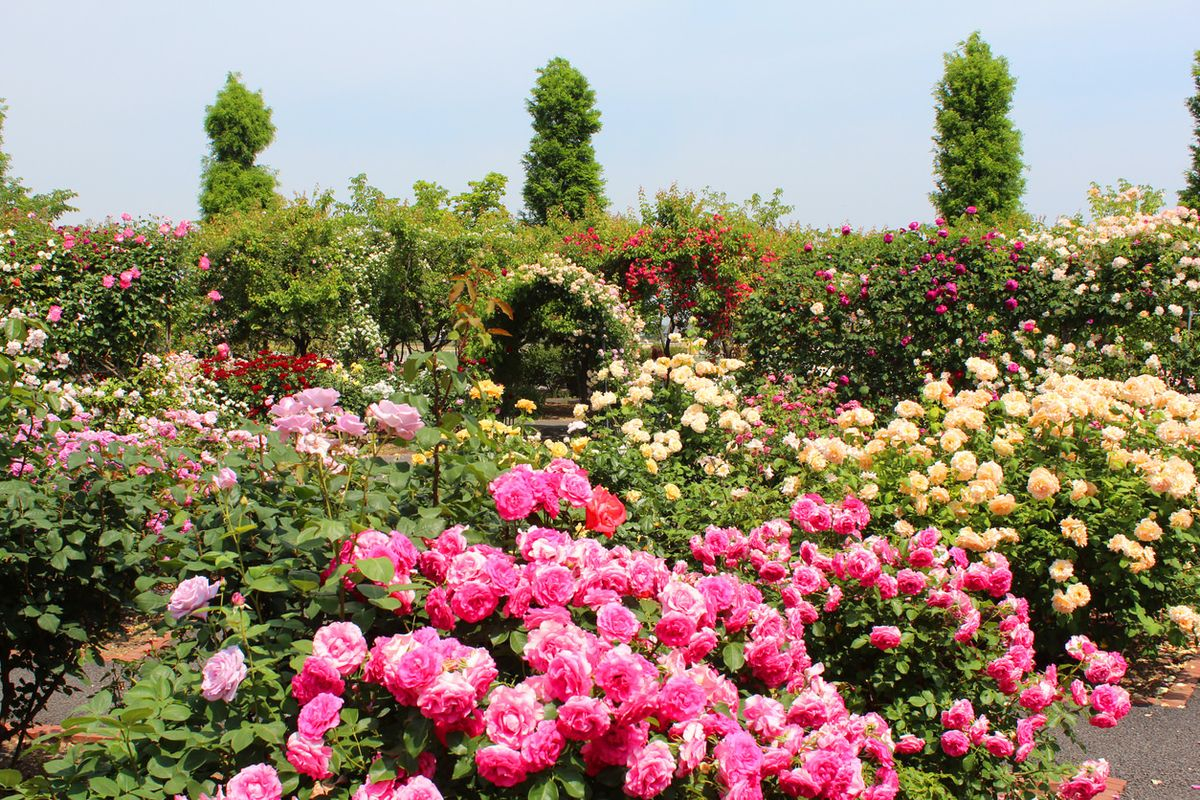 Blooming rose flowers on summer weather