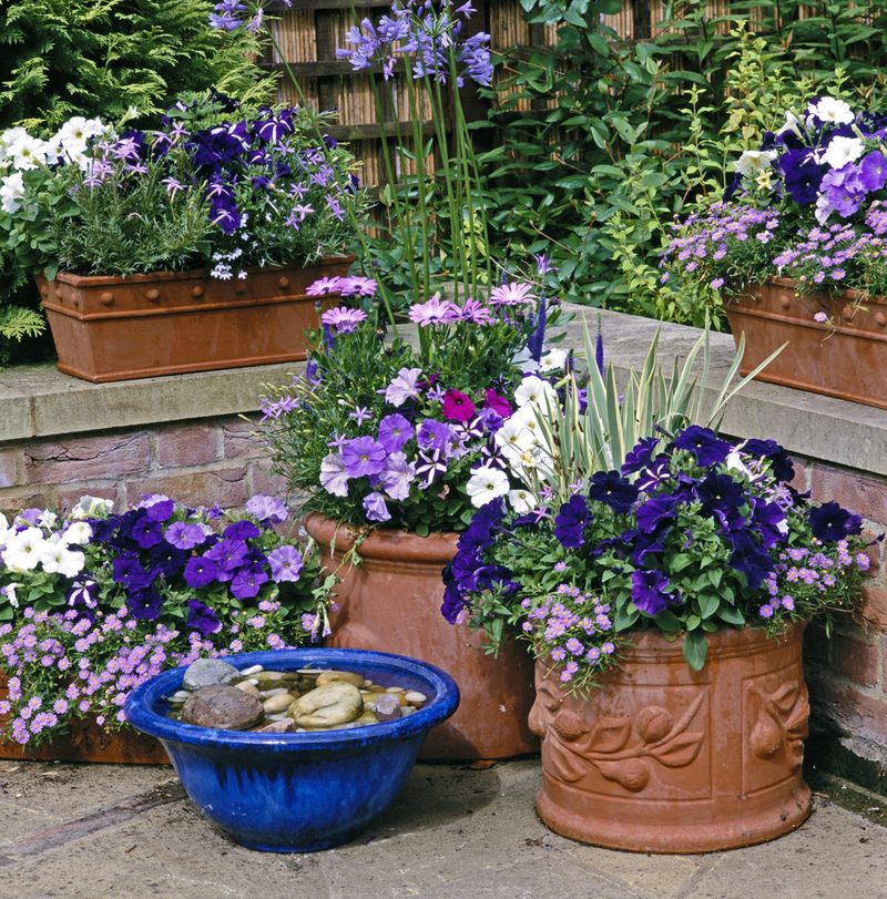 Simple container garden with dark blue flower to inspire your backyard plants in summer