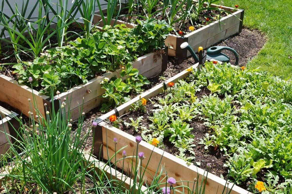Simple raised garden with some herb plant to inspire your backyard