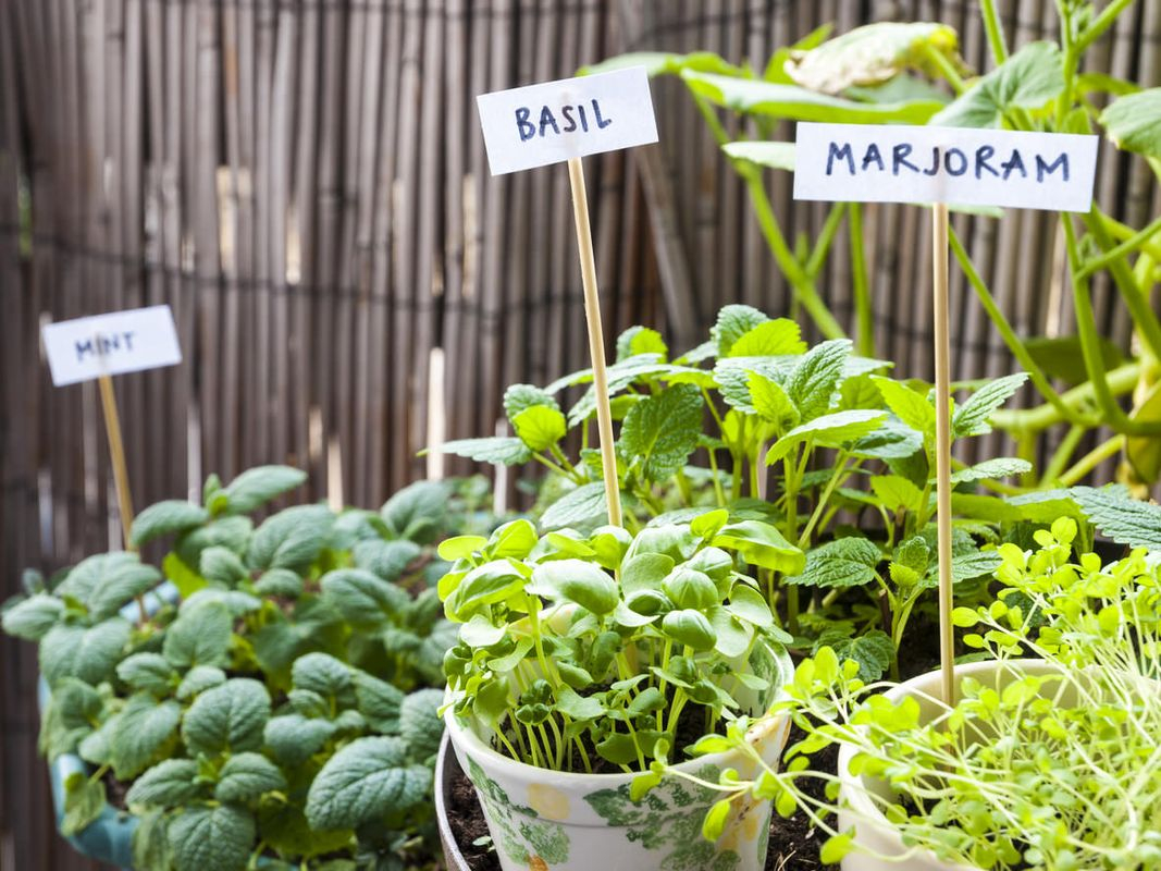 Summer plant types for garden with herb to inspire your plant ideas