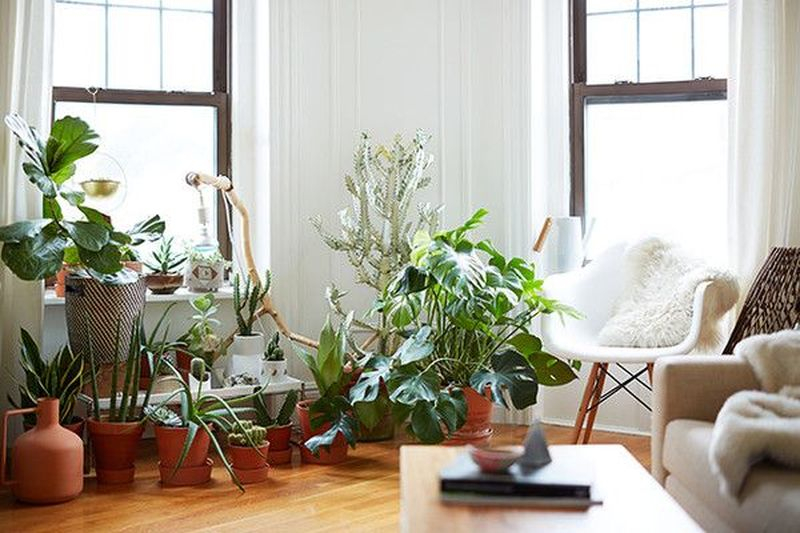 Houseplants to beautify your living room