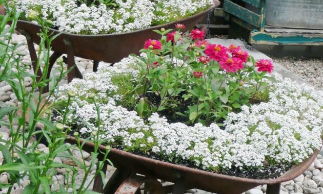 Planter-vintage-garden-with-unused-angkong-is-used-to-grow-garden-plants-to-make-it-look-beautiful