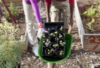 Amazing kid science's lab garden 11