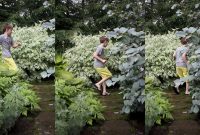 Amazing kid science's lab garden 15