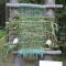 Amazing kid science's lab garden 21