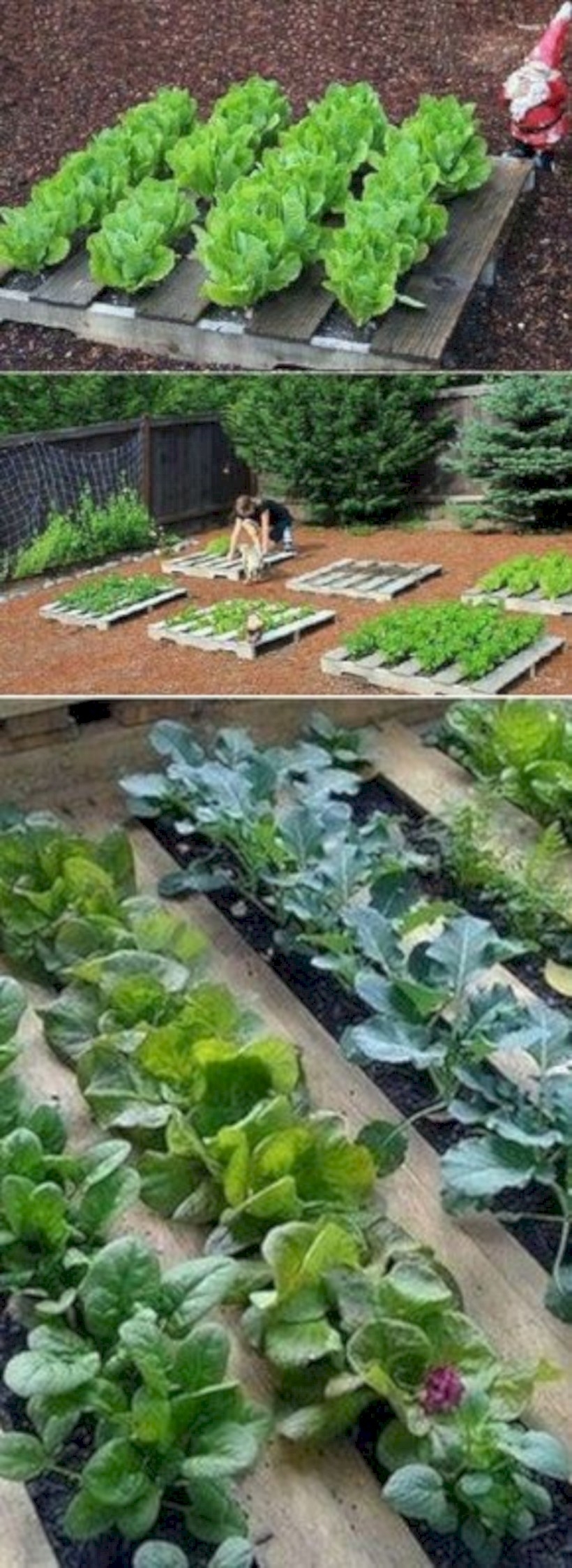 Wooden pallets and little vegetables garden