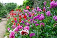 Walled garden with border of dahlias
