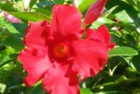 2 bunga-mandevilla