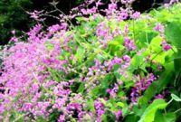 5 coral-vine
