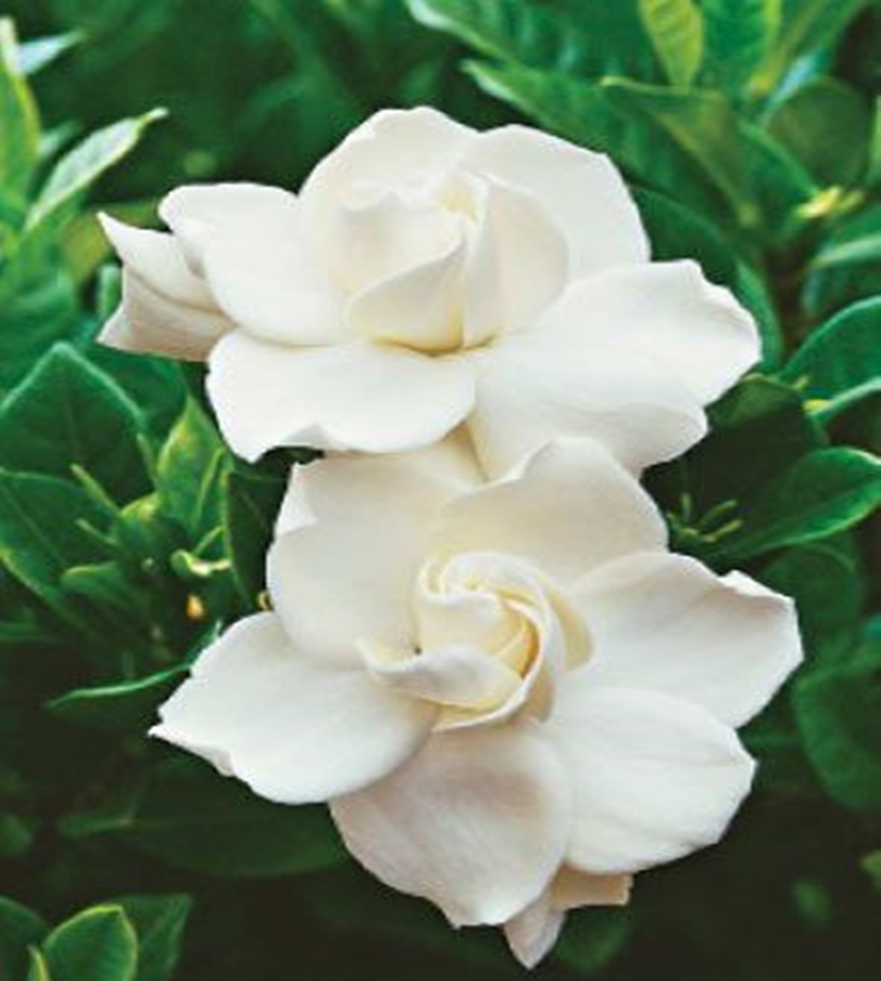 Fragrant flower 1