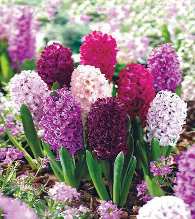 Fragrant flower 10